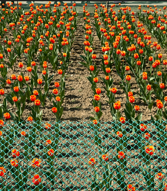 Tulip garden Mughal garden